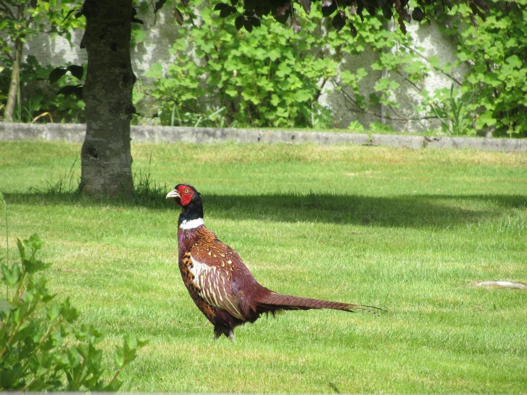 Rossmor Bed & Breakfast Grantown-on-Spey Luaran gambar